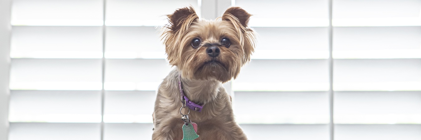 Dog in front of plantation shutters in Charlotte